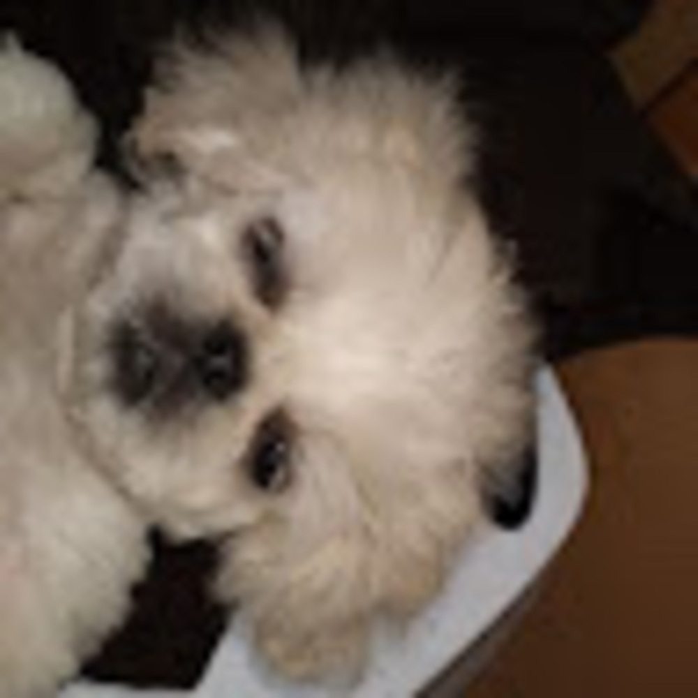 Meet your Posher, Sushi